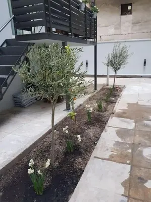 two trees in a garden next to a staircase at A comfortable small studio nearby Acropolis 5 in Athens
