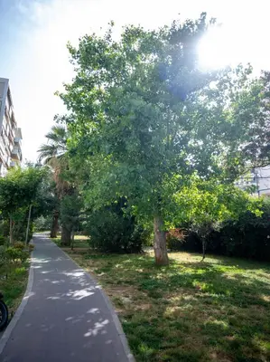 a tree on the side of a sidewalk next to a street at AthensAPTS in Athens