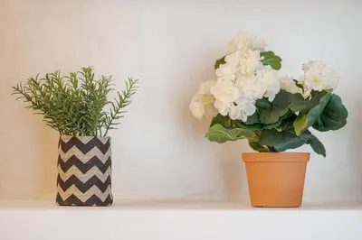 two plants in vases sitting on a shelf at Cozy Apartments near the Port of Piraeus in Piraeus