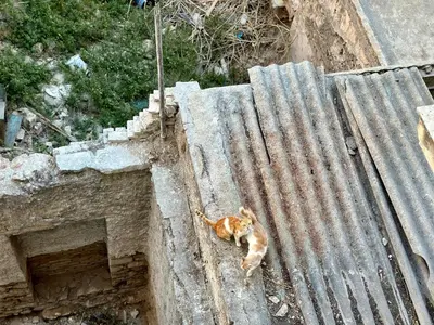 an orange cat sitting on the side of a building at Urban Retreat , Psirri Athens City Center in Athens