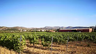 a field of vines with a building in the background at Country House in Anavyssos in Anavissos