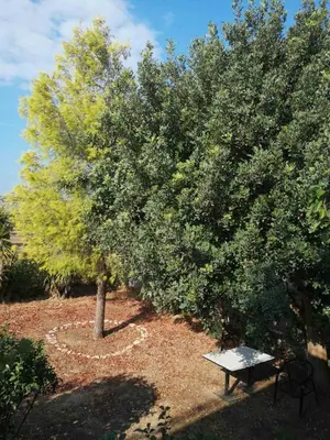 a picnic table next to a tree and a bench at Country House in Anavyssos in Anavissos