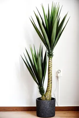 a green plant in a black pot on a floor at Kipseli NEW MoDeRN & CoZy 65TV Netflix in Athens