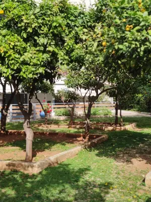 a group of trees in a park with grass at Beach of Voula in Athens