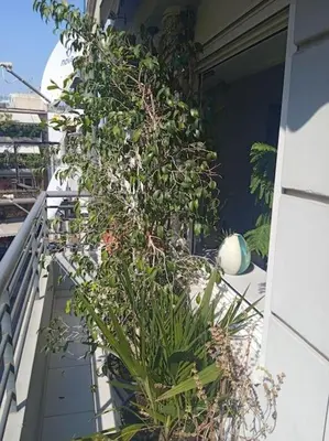 a plant is growing on the side of a balcony at Georgia's house in Athens