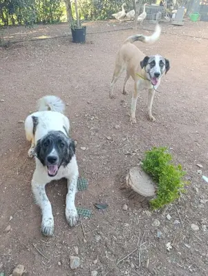 two dogs standing next to each other in the dirt at Country house for4 in Markopoulo