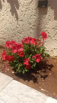 a bunch of red flowers in front of a wall at Gabi's Apartment in Porto Rafti