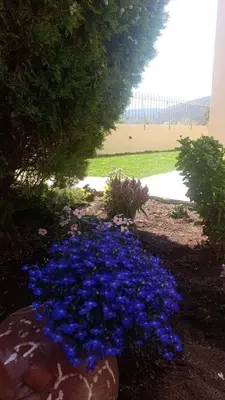 a bunch of blue flowers in a garden at Gabi's Apartment in Porto Rafti