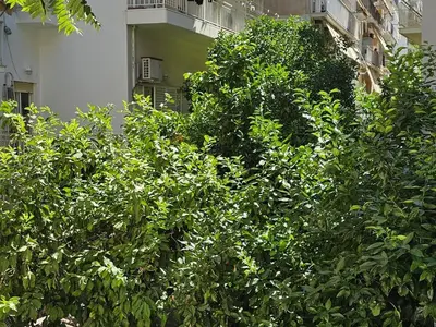 a group of trees in front of a building at Cozy and quiet apartment , convenient location in Athens in Athens