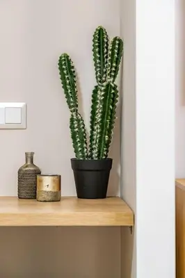 a plant in a black pot sitting on a shelf at Piraeus Marina Haven 3 in Piraeus