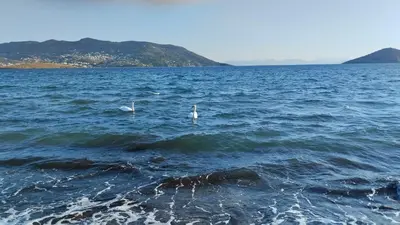 two birds swimming in a large body of water at Artemis sea house in Porto Rafti