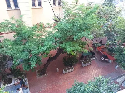 an overhead view of a large tree in a courtyard at Livelula apartment in Athens