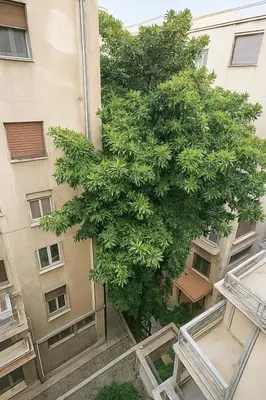 a tree in the middle of a building at Stay at Premium Syntagma Location in Athens