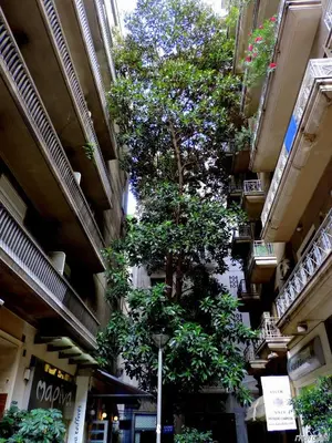 a large tree in the middle of a building at Stay at Premium Syntagma Location in Athens
