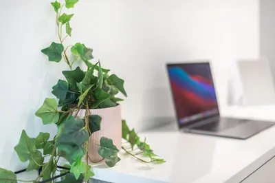 a plant sitting on a desk next to a laptop at Kallithea Kyprou Square ! in Athens