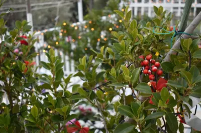 a bunch of red berries on a tree in a garden at Panorama Γλυκά Νερά - Athens in Glyka Nera
