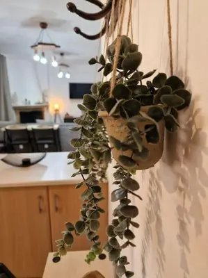 a plant in a pot hanging on a wall at Daphnes Crown in Athens