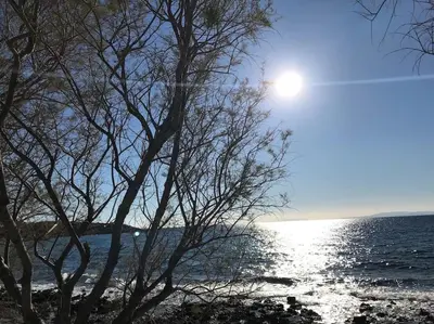 a tree on the shore of a body of water at Modern Studio - Terrace & Seaview - Close to Beach in Saronida
