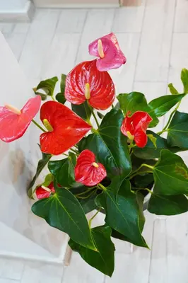 a group of red flowers in a vase on a table at Athenian Petralona Suite near Athens City centre in Athens
