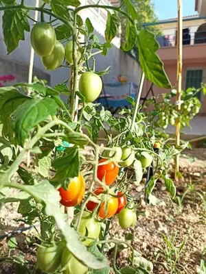 a bunch of tomatoes growing on a plant at Family home in Lagonisi in Lagonissi