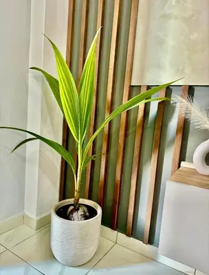 a plant in a white pot in a room at Casa Di Leandro in Athens