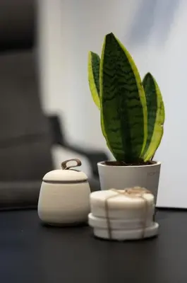 a plant in a pot sitting next to a white controller at Urban Chic Hideaway Near Athens Center & Metro in Athens