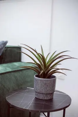 a potted plant sitting on top of a table at CHIC and MODERN THISSIOs APARTMENT in Athens