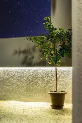 a small tree in a pot in front of a window at Ariston!Μικρο ρετιρέ στο Θησείο in Athens