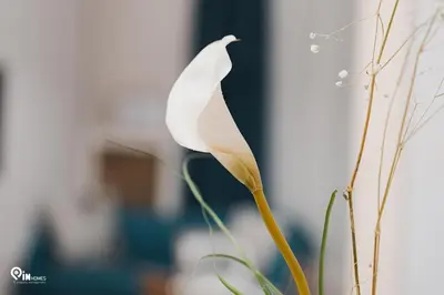 a white flower sitting on top of a plant at Sophocles - Central Athenian Cozy Retreat in Athens