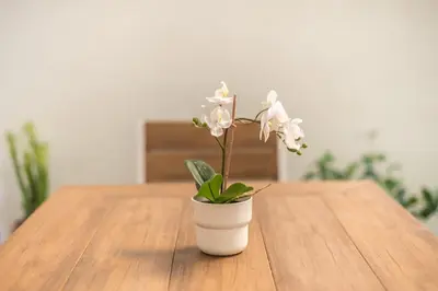 a white vase with white flowers on a wooden table at Charming Apartment near Acropolis 100mbps WiFi in Athens