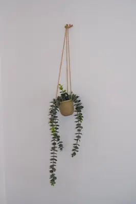 a plant in a pot hanging on a wall at Near Acropolis, Koukaki Retreat in Athens
