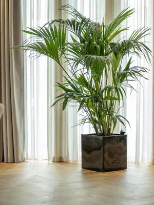 a potted plant sitting in front of a window at The Samirah Luxury Residences in Elliniko in Athens