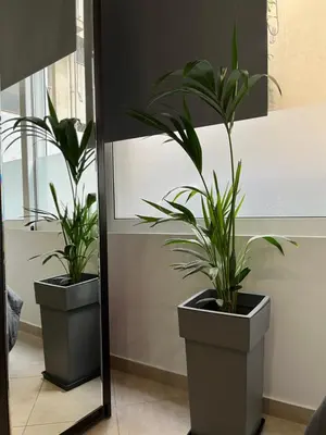 two potted plants sitting on a wall next to a mirror at Central Stay in Athens in Athens