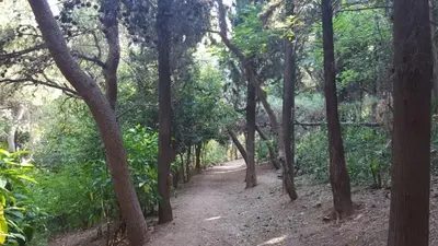 a dirt trail through a forest with trees at Ionos Dragoumi 34 Athens Comfy Studio in Athens