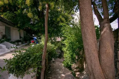 a group of trees and a stone walk way at Anafiotika FOS Cycladic Home! in Athens