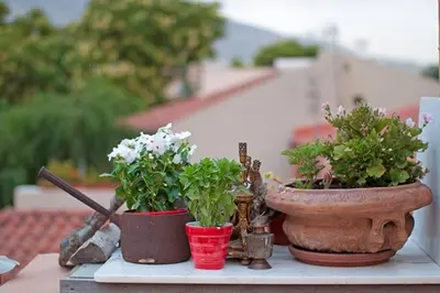 three potted plants are sitting on a table at Anafiotika FOS Cycladic Home! in Athens