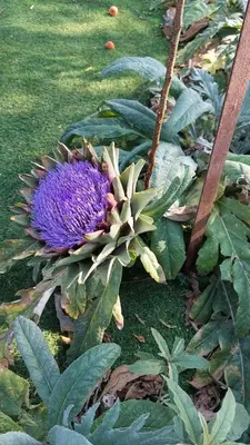 a purple flower on a plant with green leaves at Cozy House Oasis 15 min to airport & port, 35 min from Acropolis in Papangeláki
