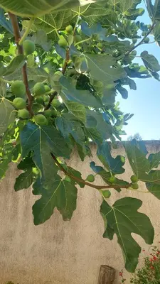 a branch of a tree with green fruit on it at Cozy House Oasis 15 min to airport & port, 35 min from Acropolis in Papangeláki
