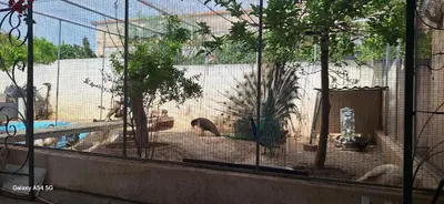 a cage with some animals in a zoo at Cozy House Oasis 15 min to airport & port, 35 min from Acropolis in Papangeláki