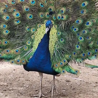 a peacock with its feathers out on the ground at Cozy House Oasis 15 min to airport & port, 35 min from Acropolis in Papangeláki