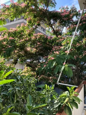 a tree with pink flowers in front of a building at Cozy apt near the Acropolis in Athens