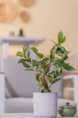 a plant in a white pot sitting on a table at Acropolis View Dream Penthouse in Athens