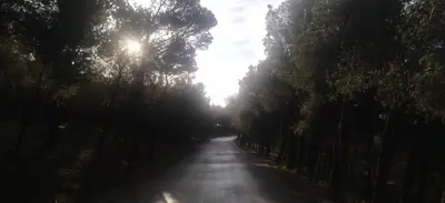 a tree lined road with the sun shining through it at STONE of KAMARIZA in Áyios Konstandínos