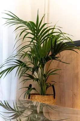 a potted plant sitting on top of a table at Elegant Minimal Apartment in Athens