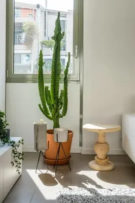 a cactus sitting in a room next to a table at Award-winning White-spot in Athens
