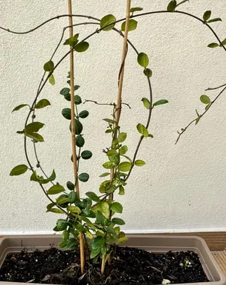 a plant in a pot in a planter at Apartments Sunshine G1 in Athens