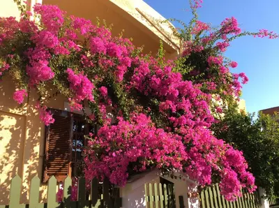 a bunch of pink flowers hanging over a fence at Eriketi Studios in Agia Marina Aegina