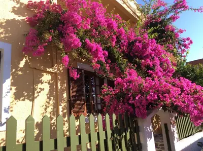 a house with pink flowers hanging over a fence at Eriketi Studios in Agia Marina Aegina