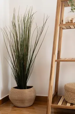 a plant in a pot next to a ladder at LIV - Seaside Getaway in Glyfada in Athens