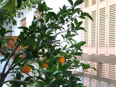 a tree with oranges on it next to a fence at George Apartments in Aegina Town